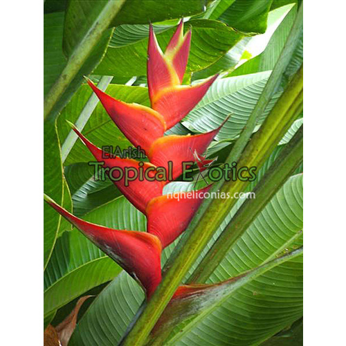 Heliconia caribaeaXbihai cv Kawauchi