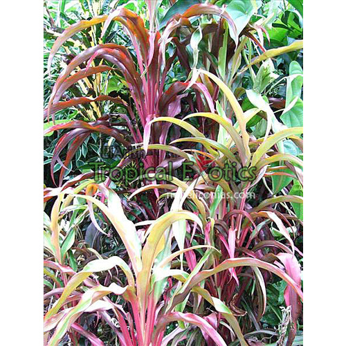 Cordyline fruticosa cv Rooster Tail 