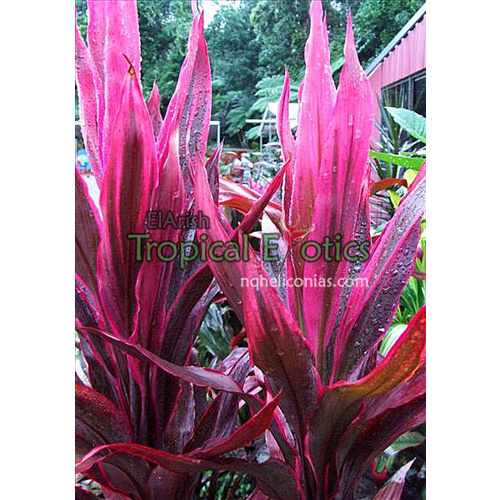 Cordyline fruticosa Bin Kiwi