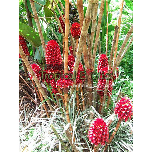 Tapeinochilos ananassae syn Tapeinochilos queenslandiae