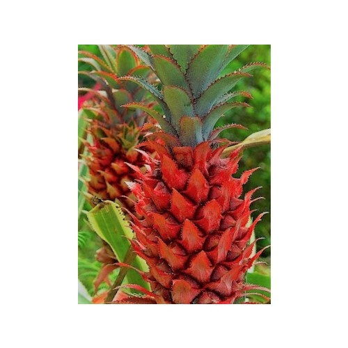 Ananas bracteatus (Red Pineapple)