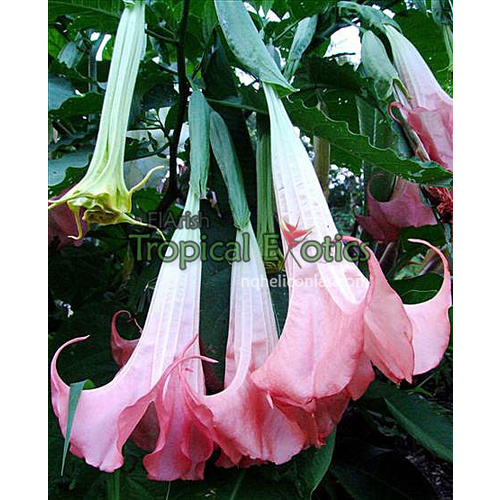 Brugmansia sp. Bruce's Pink (Bruce's Pink)