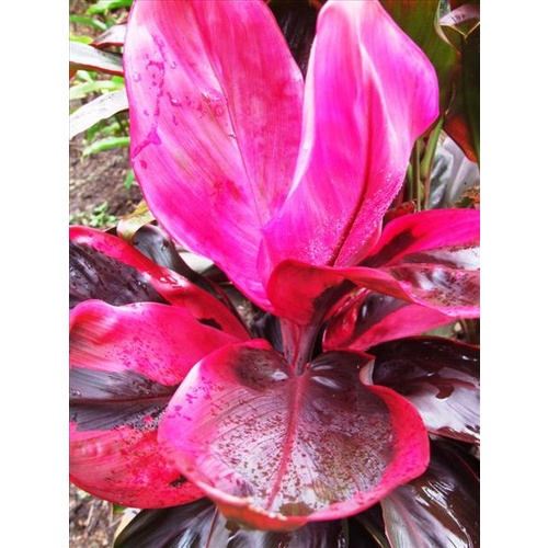 Cordyline fruticosa Hawaiin Sunset
