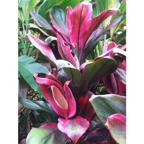 Cordyline fruticosa Red Robin (Red Robin)