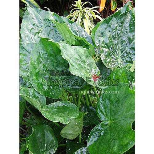 Alocasia cucullata (Buddha's Palm/Chinese Taro)