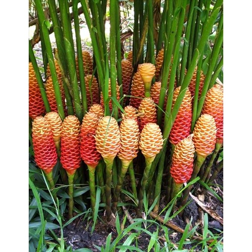 Beehive Ginger Pack 4 plants