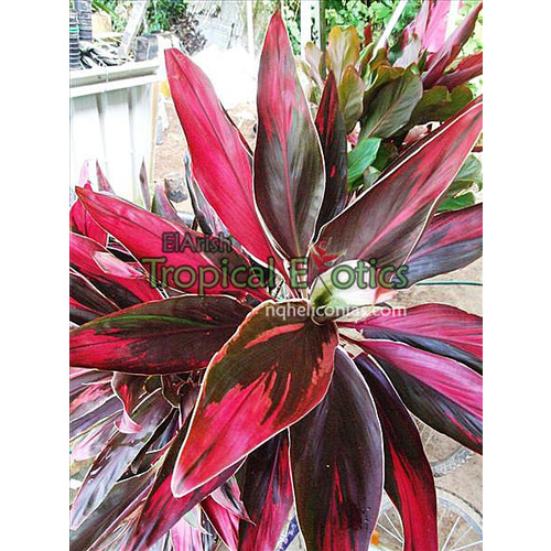 Cordyline fruticosa cv Tartan 