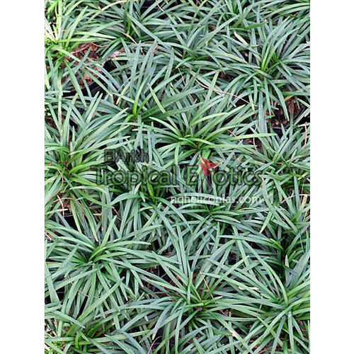 Mini Mondo Grass dwarf-mondo-grass-hahira-nursery-georgia-garden