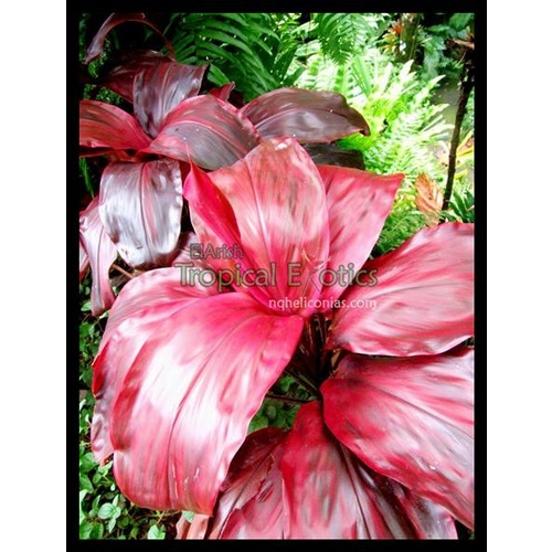 Cordyline fruticosa  Manui'a