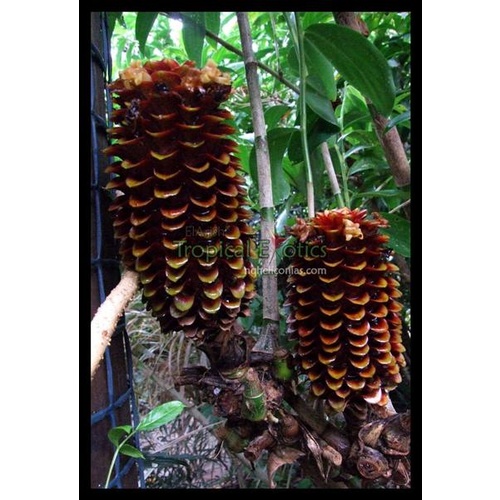 Tapeinochilos solomonensis