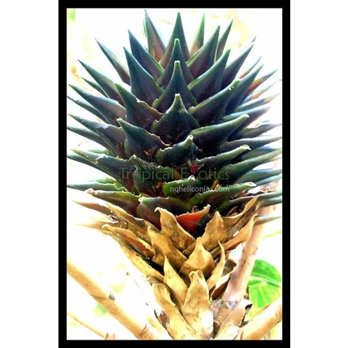 Tapeinochilos paulistris 