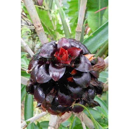 Tapeinochilos novaebudaensis (Tapeinochilos novaebudaensis)