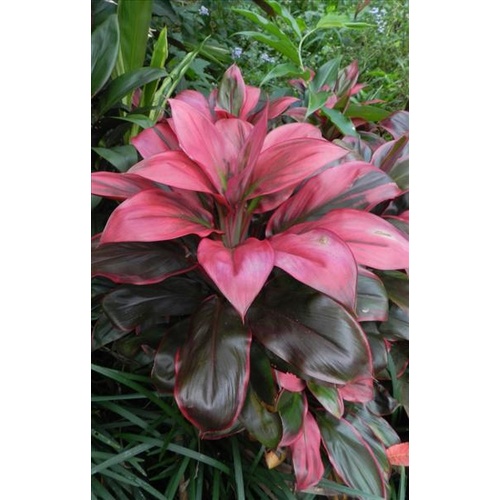 Kauai Beauty Mini