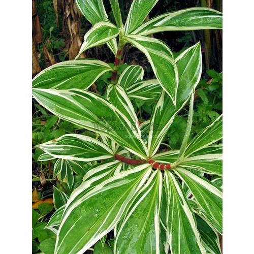 Variegated Crepe Ginger
