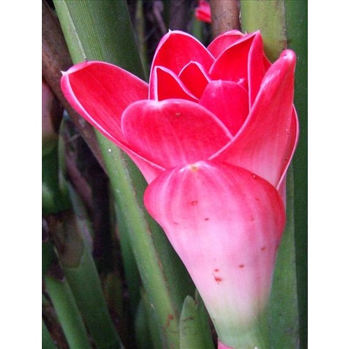 Etlingera pyramidosphaera Cerise Tulip 
