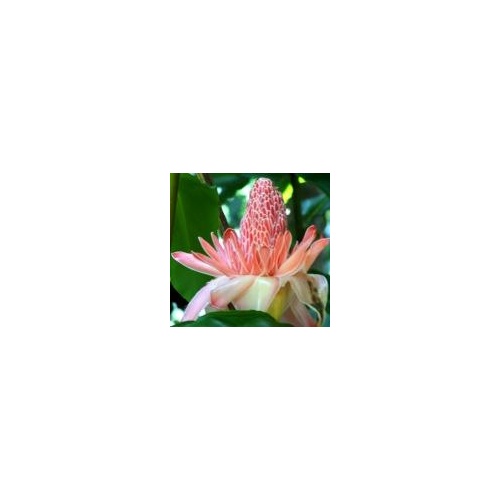 Etlingera elatior cv Edible Pink Torch 