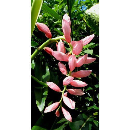 Alpinia henryi (Pink Perfection)