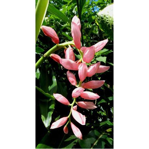 Alpinia henryi Bulk Buy