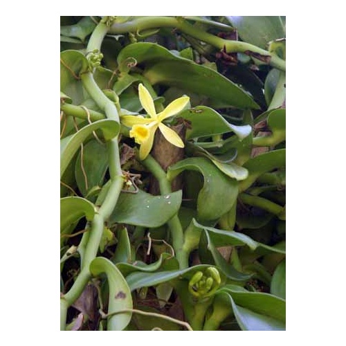 Vanilla plantifolia 