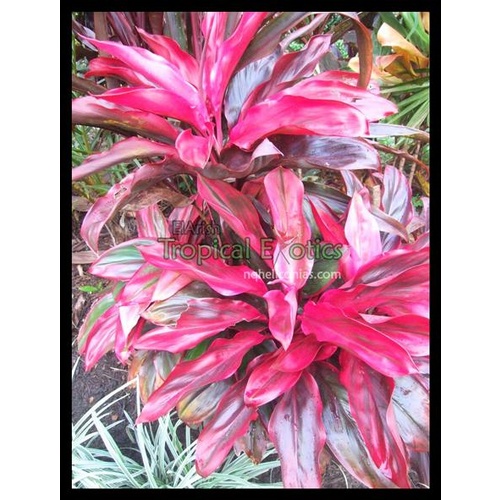 C. fruticosa Hawaiian Sunrise 