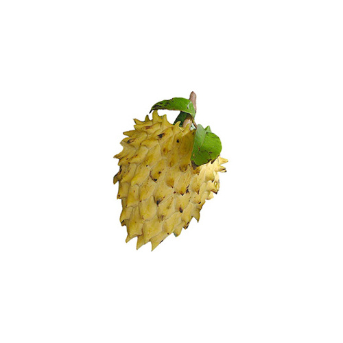 Rollinia deliciosa (Rollinia)