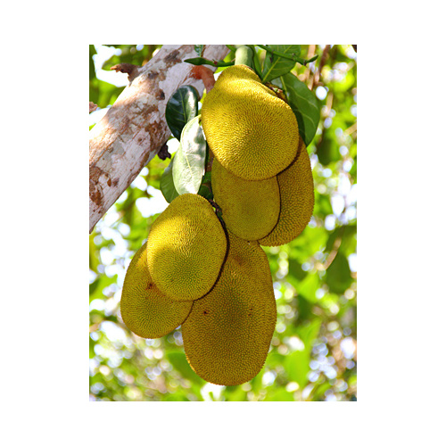 Jakfruit  Jackfruit  