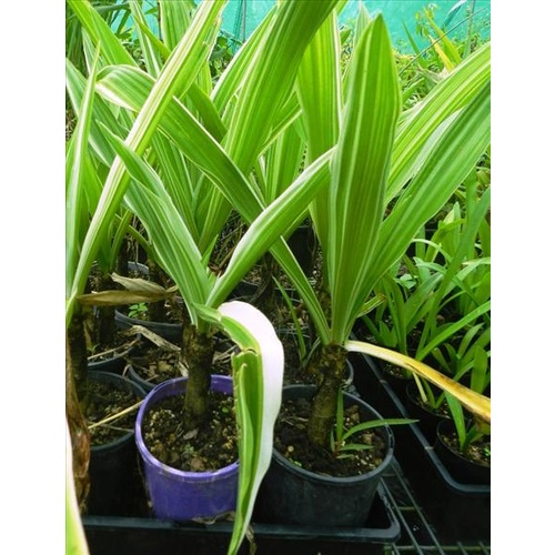 Variegated Crinum Lily (Crinum asiaticum variegatum)