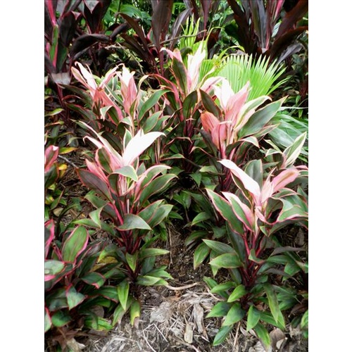 Mini Cordyline Firecracker (C. fruticosa Firecracker)