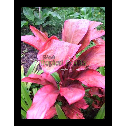 Cordyline fruticosa Peter Buck 5 plants
