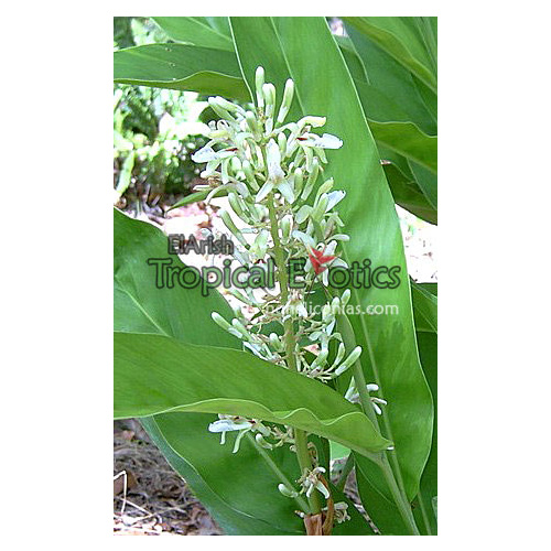 Alpinia galangal 5 barerooted plants