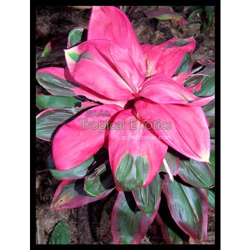 Suzie's Choice Mini 5 plants