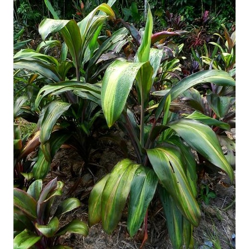  Tahitian Silk  5 plants
