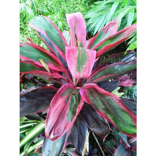 Cordyline Elly Lousie 