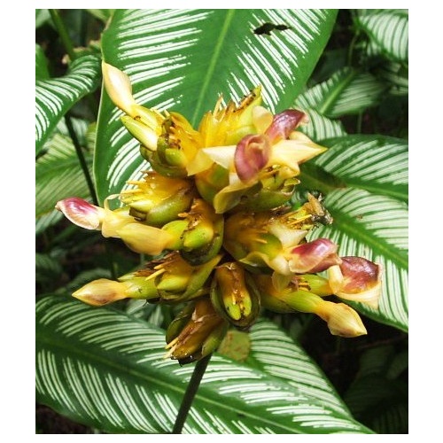 Calathea majestica albolineata 5 plants