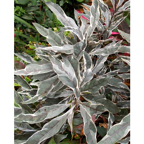 Pseuderanthemum "Stainless Steel"