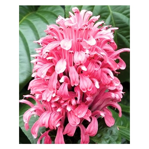Justicia carnea Pink Form