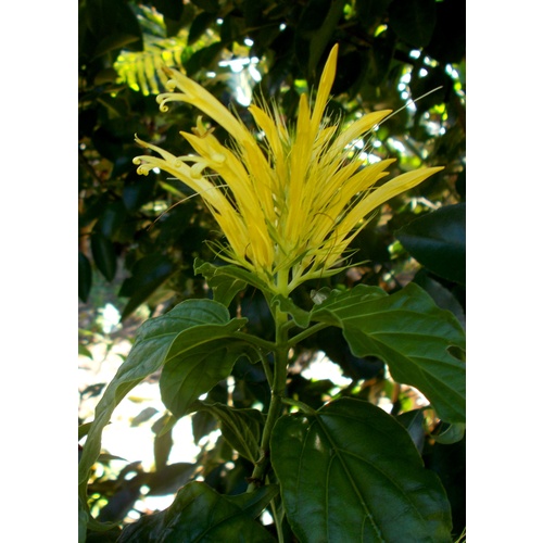 Schaueria flavicoma