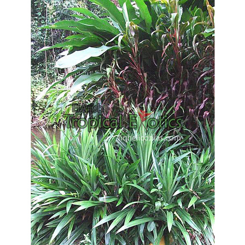 Pandanus amaryllifolius 4 plants 