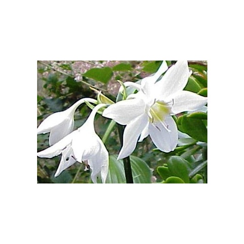 Eucharis Lily Amazon Lily