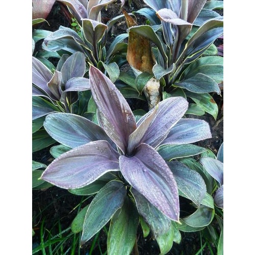 Mini Cordyline Moonlight 5 plants