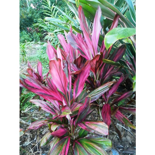 Cordyline Cherry Parfait