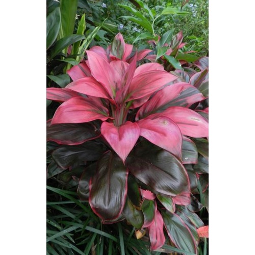 Kauai Beauty Mini 5 plants