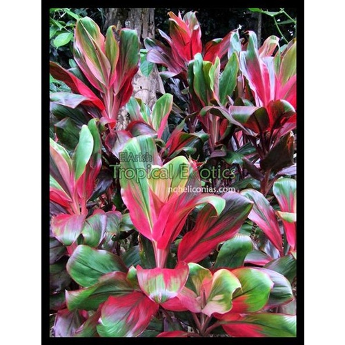Ann's Rainbow 5 plants