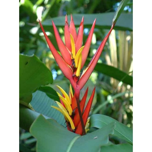 Heliconia mathiasiae ‘Mildred’ 5 plants