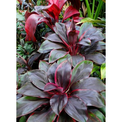 Daintree Delight  5 plant bulk buy