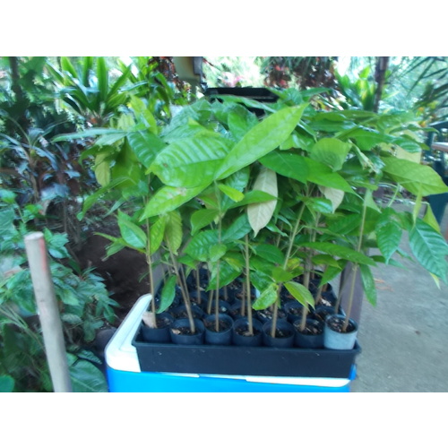 Cocoa Tree Chocolate Tree 10 plant bulk buy