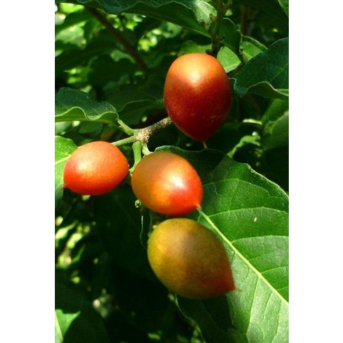 Peanut Butter Tree 