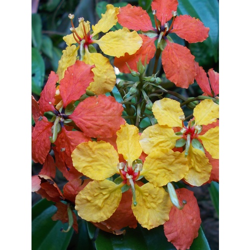 Bauhinia kockiana
