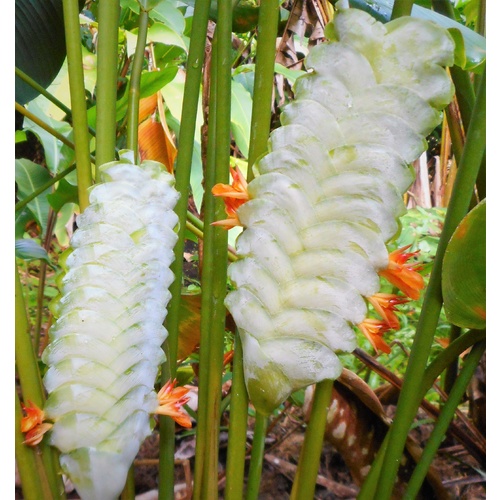 Calathea platystachys
