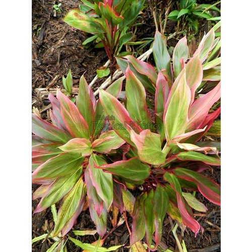  Miss Hawaii Mini Cordyline Bulk Buy